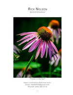 purple coneflower macro nature photography