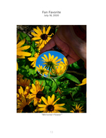 yellow wildflowers with round mirror nature photography