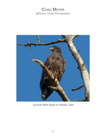 juvenile bald eagle wildlife photography