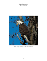 bald eagle wildlife photography