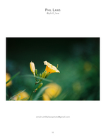 yellow daylily flower macro nature photography