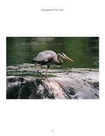 great blue heron wading on river rocks nature photography