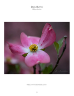 pink dogwood flower close-up nature photography