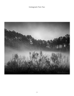 foggy pine forest black and white landscape photography