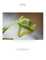 chinese praying mantis macro nature photography