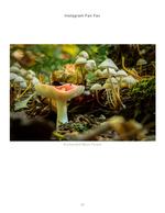cluster of wild mushrooms on forest floor nature photography