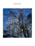 ice covered tree branches against a blue sky nature photography