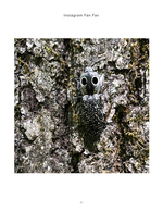 eyed click beetle camouflaged on tree bark macro nature photography