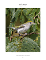 chestnut-sided warbler perched on a branch nature photography