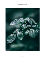 dew-covered clover leaves macro nature photography