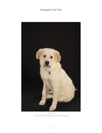 great pyrenees puppy studio portrait pet photography