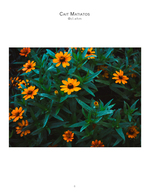 orange wildflowers in bloom macro nature photography