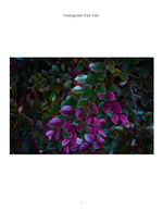 purple and green autumn leaves macro nature photography