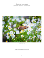 butterfly on white wildflowers macro nature photography
