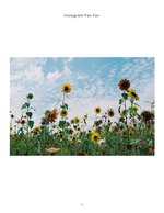 sunflower field against a blue sky landscape photography