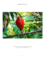 scarlet ibis bird perched in foliage wildlife photography