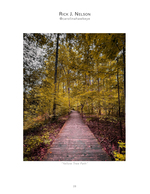 wooden boardwalk through yellow autumn trees landscape photography