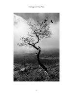 lone wind-swept tree on a foggy overlook landscape photography
