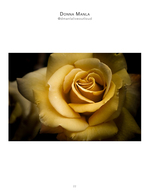 close-up golden rose macro flower photography