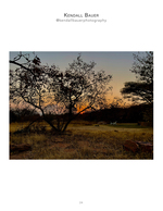 silhouetted tree at sunset landscape photography
