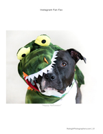 dog in dinosaur costume pet photography