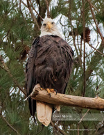 bald eagle perched in pine branches wildlife photography