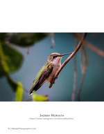 hummingbird feeding on a vine wildlife photography