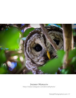 barred owl peering through leaves wildlife photography