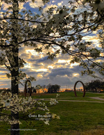 dogwood blossoms framing a park at sunset landscape photography