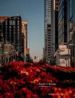 red flowers lining Fayetteville Street with the State Capitol in view cityscape photography
