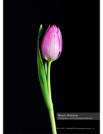 single pink tulip on black background nature photography