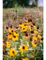 close-up of yellow wildflowers in a meadow nature photography