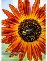 bumblebee on a red sunflower macro nature photography