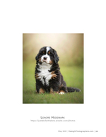Bernese mountain dog puppy sitting in the grass pet photography