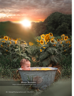 baby in a galvanized tub in a sunflower field at sunset portrait photography