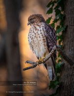 red-shouldered hawk perched on a branch nature photography
