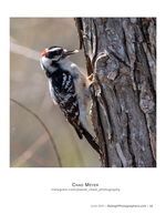 downy woodpecker clinging to a tree trunk nature photography