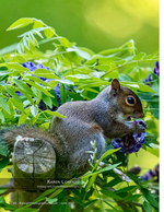 squirrel feeding on purple wisteria blossoms nature photography
