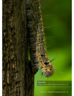 close-up of a caterpillar on tree bark nature photography