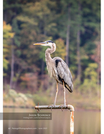 great blue heron perched on a metal pipe nature photography