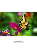 swallowtail butterfly on a pink cosmos flower nature photography