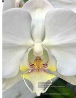 close-up white orchid bloom nature photography