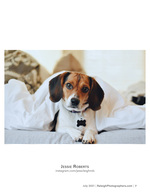 beagle puppy peeking out from under a blanket pet photography