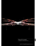 abstract mirrored tree branches fine art photography