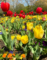 red and yellow tulip field nature photography