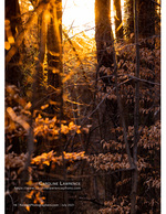 golden backlit leaves in the forest nature photography
