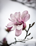 pink magnolia flower close-up nature photography