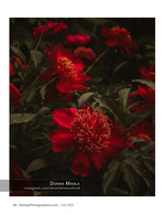 deep red peonies in shadow nature photography