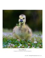 gosling with a clover sprig in its beak nature photography