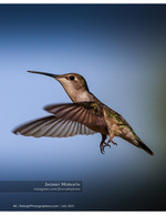 hummingbird suspended in midair nature photography
